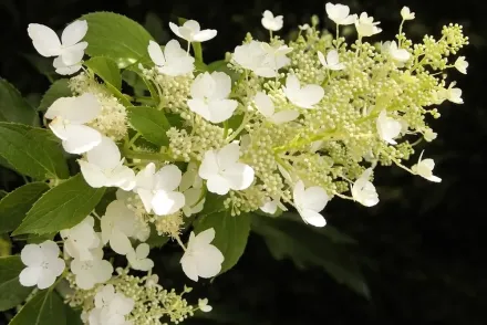 Гортензія волотиста Октобер Брайд / Hydrangea paniculata October Bride