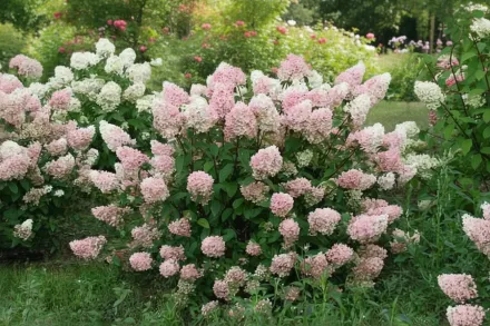 Гортензія волотиста Строберрі Сандей / Hydrangea paniculata Strawberry Sundae