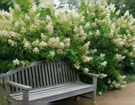 Тардіва Гортензія волотиста / Hydrangea paniculata Tardiva