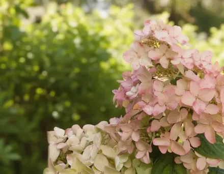 White Diamonds Hydrangea paniculata / Гортензія волотиста Вайт Даймондс