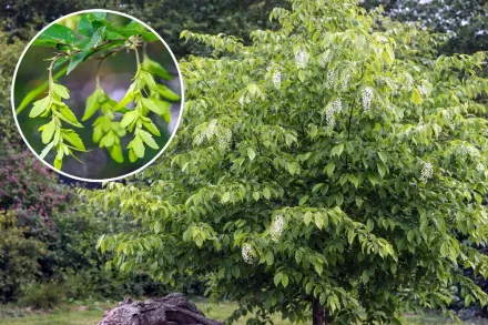 Carpinus caroliniana /  Граб каролінський