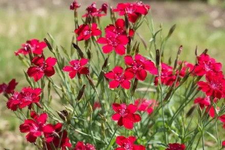 Flashing Lights Dianthus deltoides / Гвоздика Флешинг Лайтс