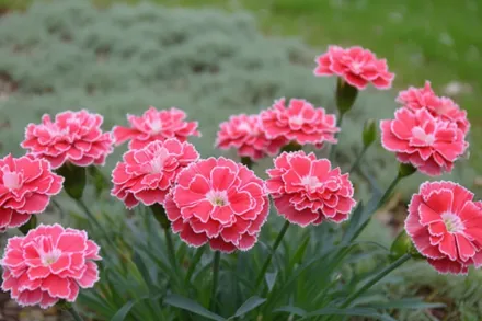 Constant Beauty Crush Orange Dianthus  / Гвоздика Констант Бюті Краш Оранж