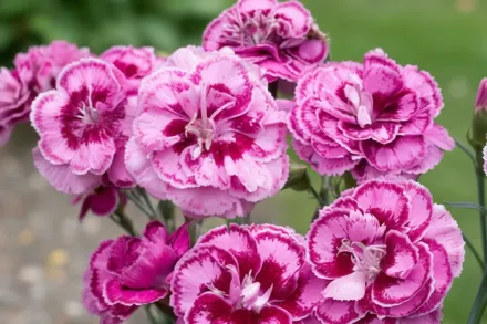Moulin Rouge Dianthus / Гвоздика Мулен Руж