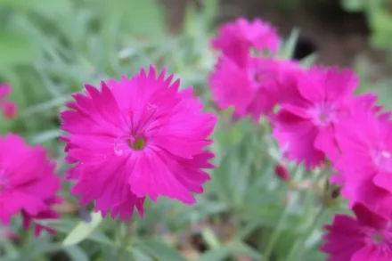 Neon Star Dianthus / Гвоздика Неон Стар