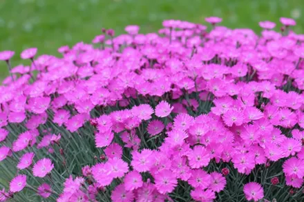 Гвоздика сиза / Dianthus gratianopolitanus
