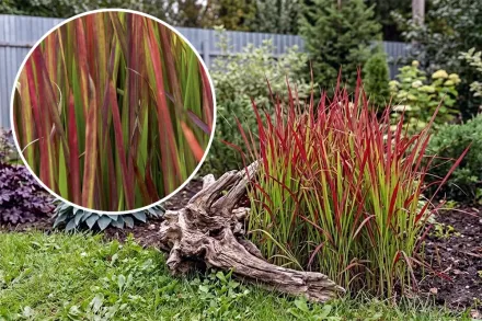 Red Baron Imperata cylindrica / Імперата циліндрична Ред Барон