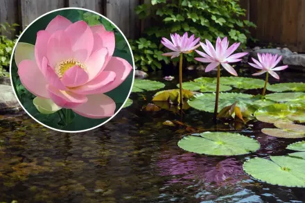 Індійський лотос / Nelumbo nucifera