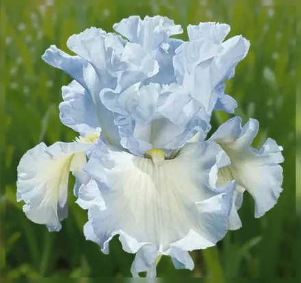 Ірис Абсолют Трежер / Iris Absolute Treasure