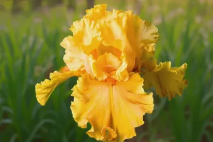 Ірис Акапулько Голд / Iris Acapulco Gold