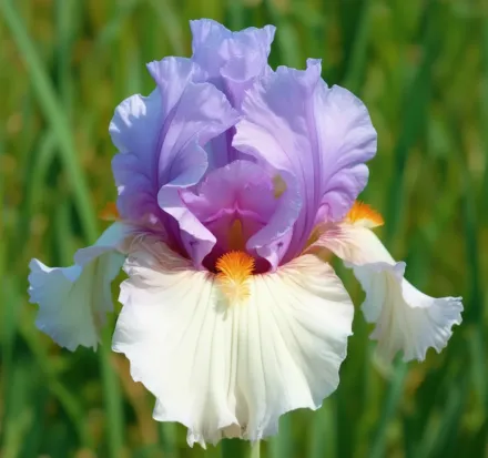 Ірис Бельгіан Принцес / Iris Belgian Princess