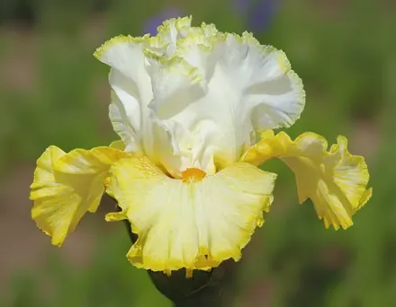 Ірис Беттер Зен Баттер / Iris Better Than Butter