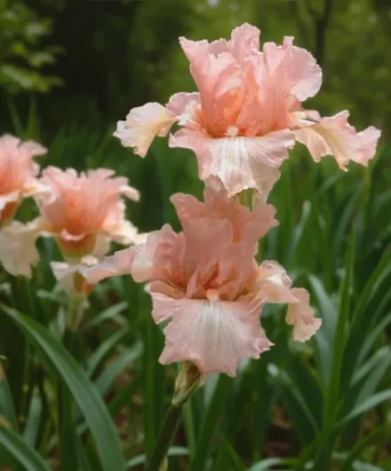 Ірис Беверлі Сіллс / Iris Beverly Sills