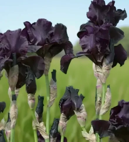 Ірис Біфо Зе Шторм / Iris Before The Storm