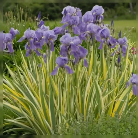 Ірис блідий Варієгата / Iris pallida Variegata