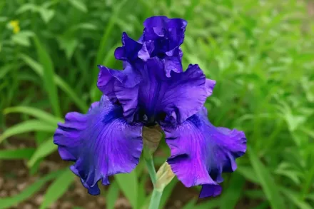 Ірис Блюберрі Блісс / Iris Blueberry Bliss