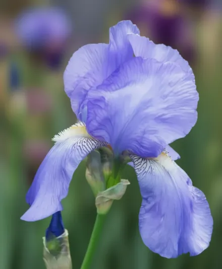 Ірис Блу Ритм / Iris Blue Rhythm