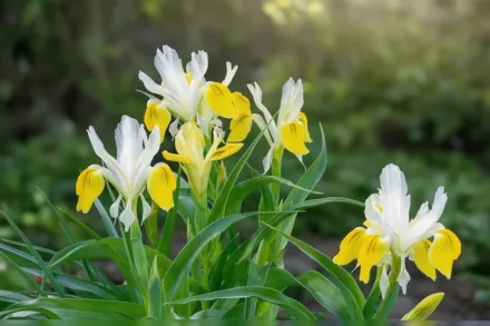 Ірис бухарський / Iris bucharica