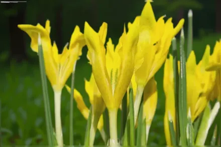 Ірис Данфорда / Iris danfordiae