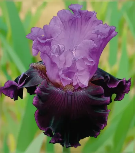 Ірис Денджерос Ліейшн / Iris Dangerous Liaison