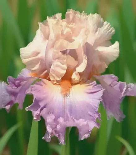 Ірис Діскаверед Трежер / Iris Discovered Treasure