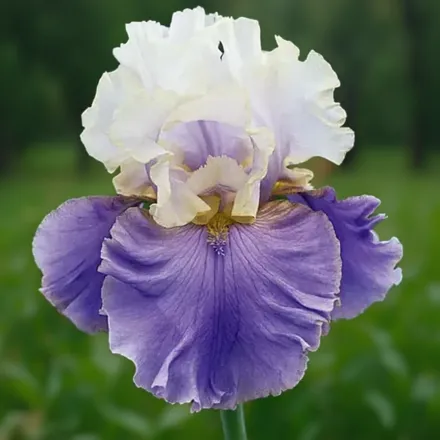 Ірис Дрім оф Ю / Iris Dream of You