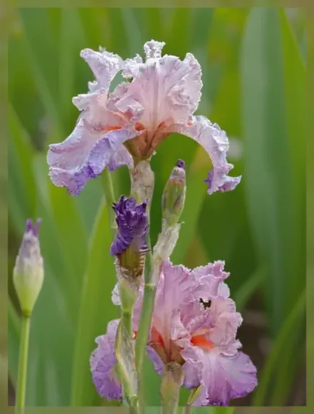 Ірис Дженніфер Ребекка / Iris Jennifer Rebecca