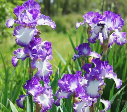 Ірис Джессіс Сонг / Iris Jesse’s Song