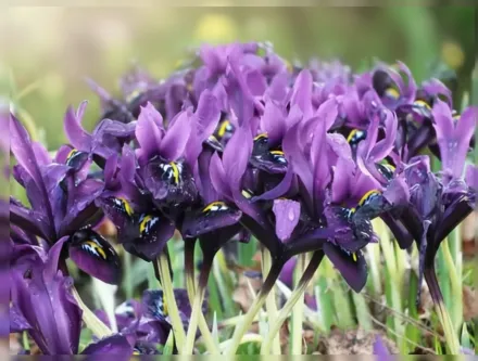 George Iris / Ірис Джордж