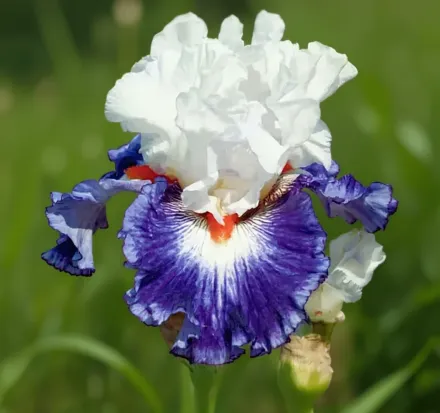 Ірис Джипсі Лорд / Iris Gypsy Lord