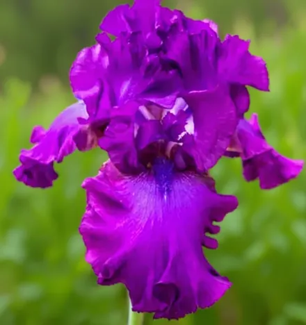 Ірис Джипсі Романс / Iris Gypsy Romance