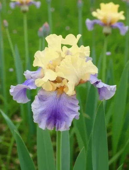 Ірис Едіт Волфорд / Iris Edith Wolford