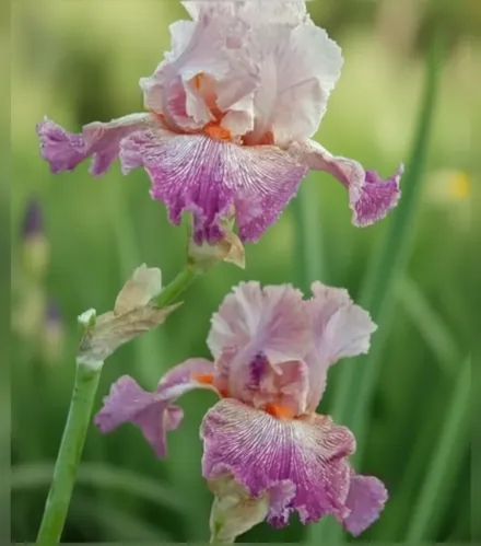 Ірис Енісінг Гоуз / Iris Anything Goes