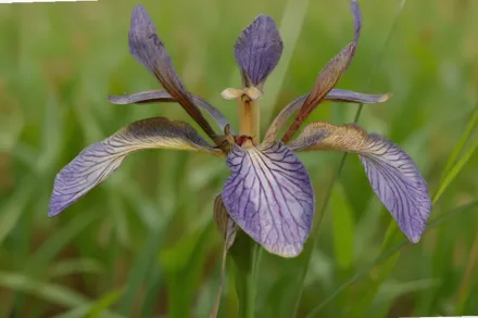 Ірис фетідіссіма / Iris foetidissima