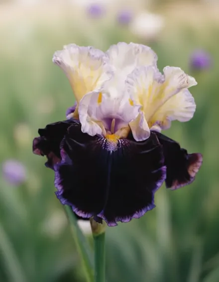 Ірис Фіналіст / Iris Finalist