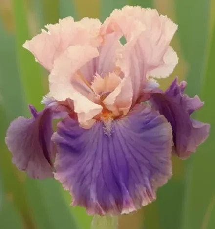 Ірис Флорентайн Сілк / Iris Florentine Silk