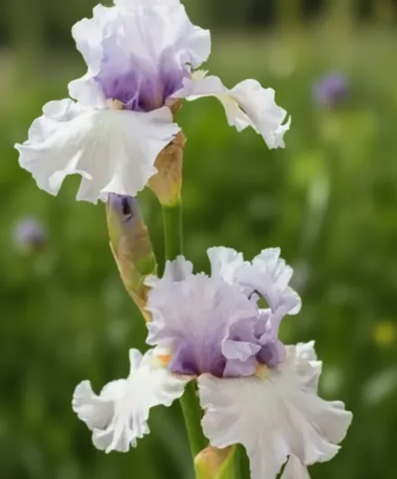 Ірис Фогбаунд / Iris Fogbound