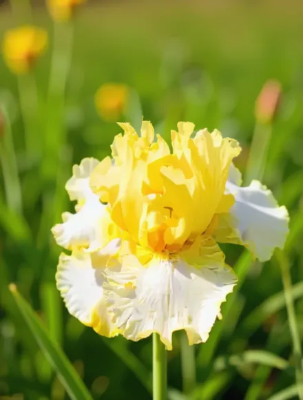 Ірис Фріндж оф Голд / Iris Fringe of Gold