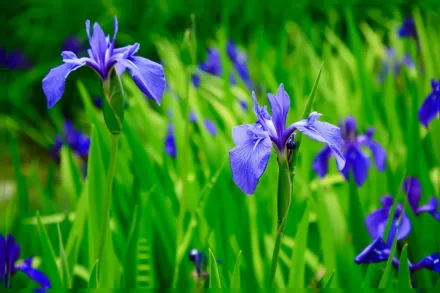 Ірис гладкий / Iris laevigata