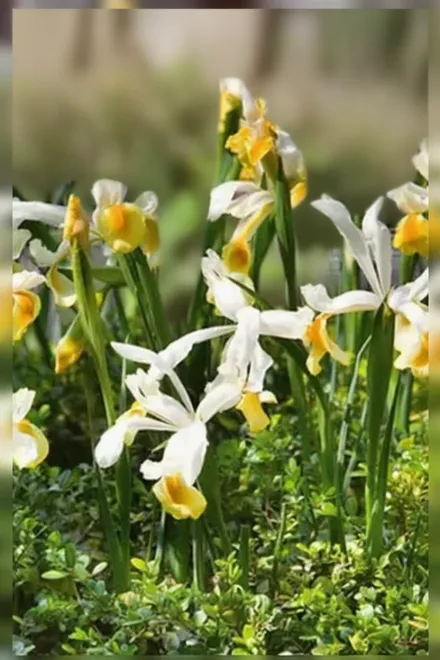 Аполло Ірис голландський / Iris hollandica Apollo