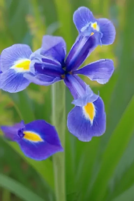 Ірис голландський Блу Меджик / Iris hollandica Blue Magic