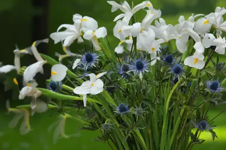 Ірис голландський Касабланка / Iris hollandica Casablanca