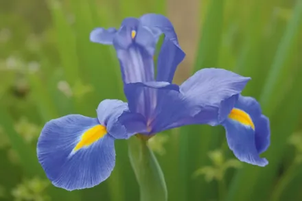 Ірис голландський Професор Блау / Iris hollandica Professor Blaauw