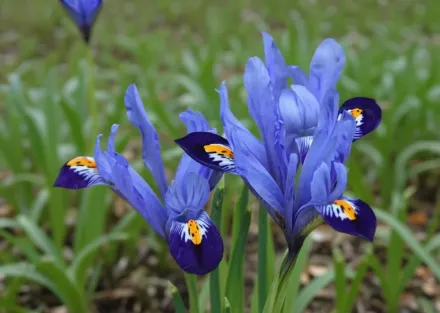 Gordon Iris / Ірис Гордон