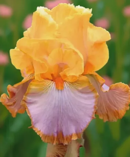 Ірис Гранд Каньйон Сансет / Iris Grand Canyon Sunset