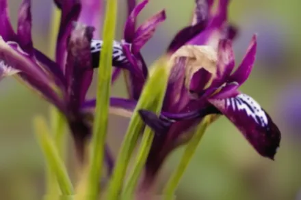 J.S. Dijt Iris / Ірис J.S. Дейт