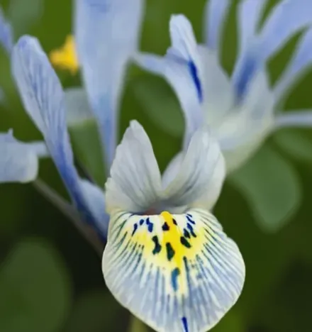 Ірис Катарін Ходжкін / Iris Katharine Hodgkin