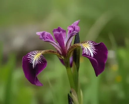 Ірис Кермезіна / Iris versicolor Kermesina