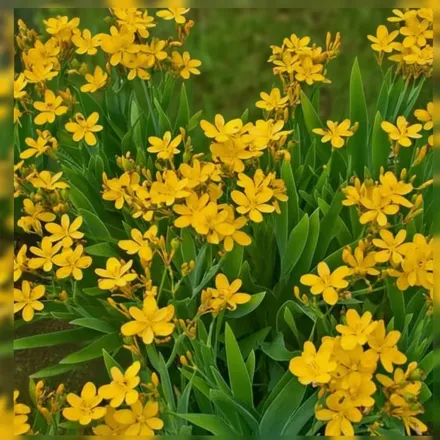 Ірис Хелло Йеллоу / Iris domestica Hello Yellow