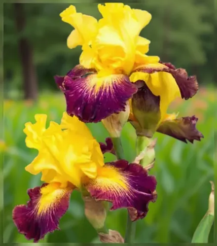 Ірис Ху Нідс Е Прінс / Iris Who Needs A Prince